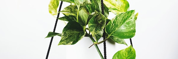 曼城足球俱乐部队徽